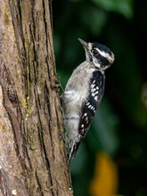 Small Female Downy Woodpecker Perched On A Tree Stump