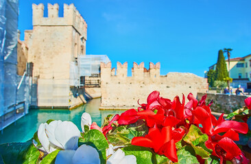 Wall Mural - White and red cyclamens at the Scaligero Castle, Sirmione, Italy