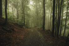 Mountain Trail Leading Through A Misty Forest