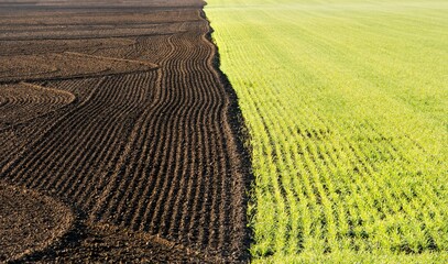 Wall Mural - Aerial shot of an agricultural and that is half harvested.