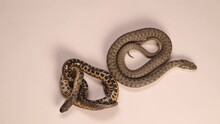 2 Snakes (dice Snake) On White Background.
Dorsal View And Ventral View To Determine The Species.
Also Called Water Snake Is A Eurasian Nonvenomous Snake 
Reptile Isolated, Reptiles.
Wildlife, Animals