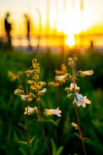 Closeup Of Delicate Foxglove Beardtongue Flowers At Sunlight.