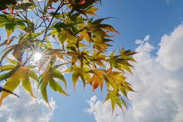 Wall Mural - Looking up through the changing colors of a japanese maple tree