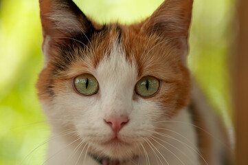 Wall Mural - Close-up portrait of a domestic cat sitting in the garden