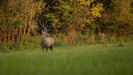 Wall Mural - red deer, cervus elaphus, standing on green glade in autumn sunset. stag observing on meadow in fall