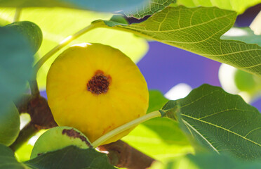 A yellow fig on a branch