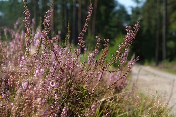 Sticker - Blooming heathers in the forest