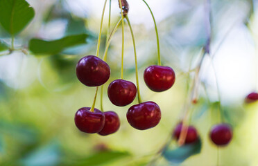 Canvas Print - Cherries hang from cherry branches