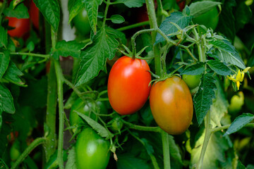 Bright red ripe tomatoes in garden on bush.