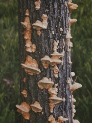 Sticker - Vertical closeup of fungus growing on a tree trunk in a forest