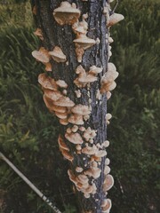 Wall Mural - Vertical closeup of fungus growing on a tree trunk in a forest