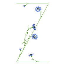 Beautiful Letter Z With Blooming Branches Of Cornflower Or Knapweed Plant (Centaurea). Floral Font. Botanical Alphabet With Blue Flowers.