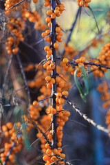 Canvas Print - branch of sea buckthorn with bright ripe berries