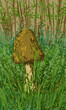 Mushrooms - digital painting