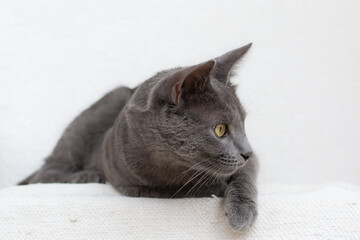 Wall Mural - Russian blue cat lying on a white surface looking at a side