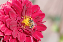 Eine Honigbiene Sammelt Nektar Auf Einer Dahlienblüte