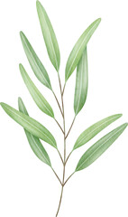 olive branch watercolor