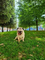 Selective focus shot of pug on green grass in the park