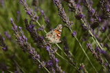 Fototapeta Lawenda - butterfly on lavender flower
