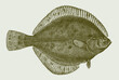 Arctic flounder liopsetta glacialis, marine flatfish in upside view