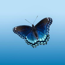 Red Spotted Purple Butterfly On Blue