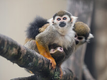 Family Of Common Squirrel Monkeys. Male, Female And Baby Saimiri Sciureus Are Perching On Tree Branch.