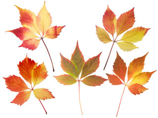 Wall Mural - Set of five red and yellow fall leaves isolated transparent png