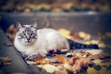 Portrait Of A Thai Cat In Nature.  A Thai Cat Walks In Autumn Leaves. Cat And Autumn.