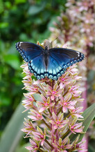 Red Spotted Purple Butterfly On Pink Flower