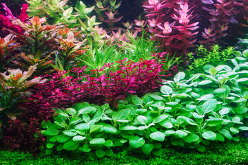 Sticker - Colorful aquatic plants in aquarium tank with modern Dutch style aquascaping layout