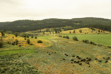 Cattle In Hilly Fields
