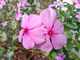 Sticker - Close up of beautiful pink Catharanthus Roseus. Commonly known as bright eyes, cape periwinkle, graveyard plant, madagascar periwinkle, old maid, pink or rose periwinkle.