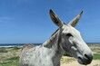Donkey near a beach