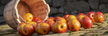 Apples, Juicy Fruits  Rolling Out Of A Wooden Bucket, Background Banner