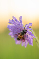 Wall Mural - Honey bee on blue cornflower close up selectiv focus