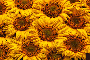 Wall Mural - Blooming sunflower flowers. Texture. Abstract natural background.