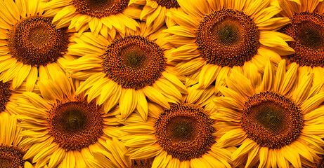 Wall Mural - Blooming sunflower flowers. Texture. Abstract natural background.