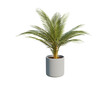 Leinwanddruck Bild - Yellow palm is an ornamental plant planted in cement, concrete, or ceramic pots, rendering 3d illustration png file