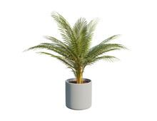 Yellow Palm Is An Ornamental Plant Planted In Cement, Concrete, Or Ceramic Pots, Rendering 3d Illustration Png File