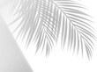 © Vector Tradition - Palm leaves shadow background overlay effect with vector shade of summer tropical tree branches and window light on white wall, floor or ceiling. Sunlight and areca palm foliage overlay shadow