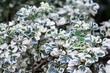 Polyscias (Ming Aralia) leaf plant bloom in garden natural background