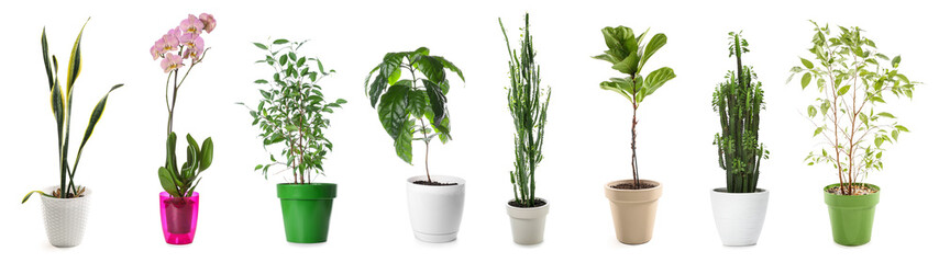 Set of different houseplants isolated on white