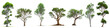 Leinwandbild Motiv eucalyptus trees isolated on white background 