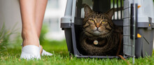 A Gray Striped Cat Lies In A Carrier On The Green Grass In The Open Air Next To The Feet Of The Owner.