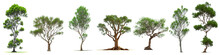 Eucalyptus Trees Isolated On White Background 