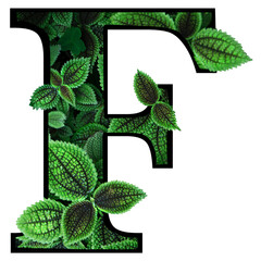 Green botanical letter alphabet leaf.