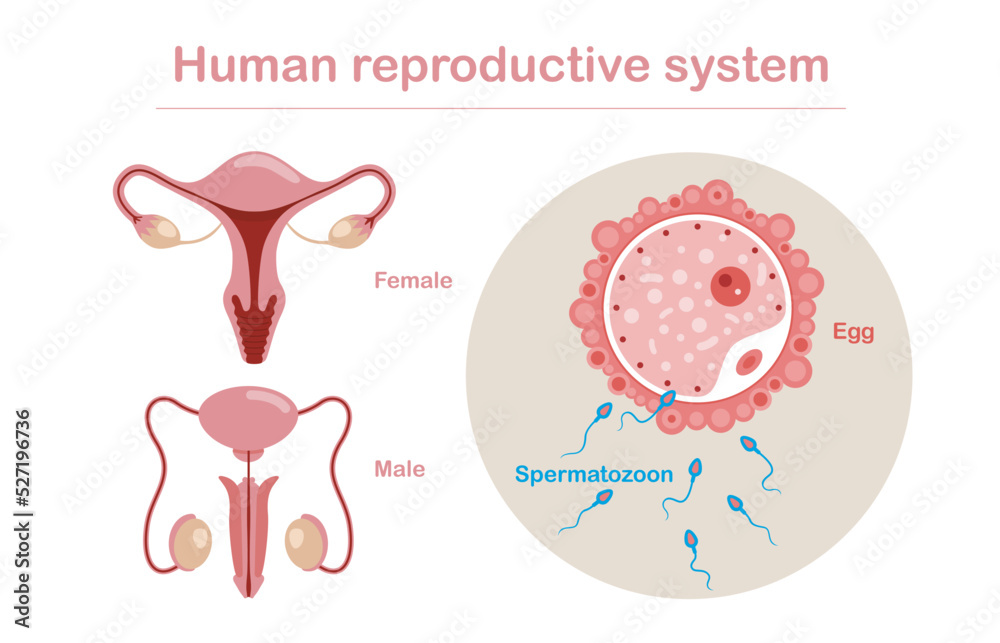 Human reproductive system anatomy. Vector set of male and female ...