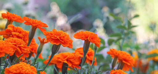 Wall Mural - Yellow flowers in the flower garden