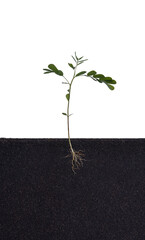 Sticker - Growing plant with underground root visible