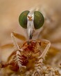 macro of a robber fly with kill